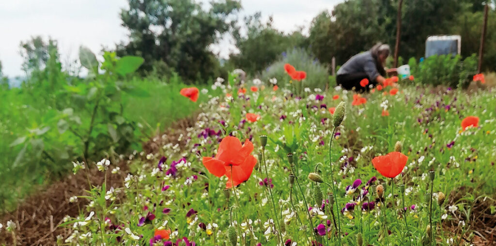 Romarin bio - SITAEL  Créateurs de mélanges : épices, herbes & aux fleurs  Bio